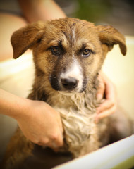 kids hand wasing puppy in bathtub close up photo