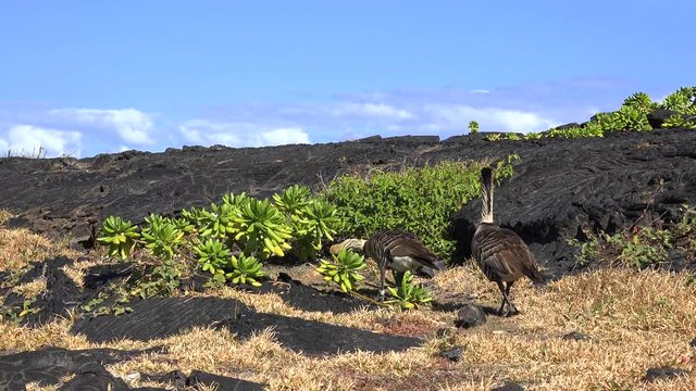 Hawaiian goose or Nene eats leafs on lava rocks - Hawaii