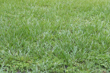 Grass texture