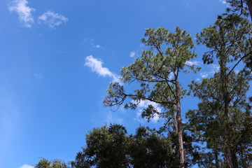 Great Outdoors Looking Up