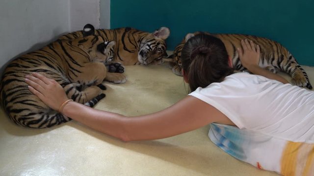 A woman lies on the floor next to three small tigers