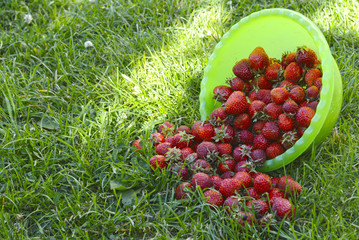 A bowl of strawberries, ripe berries in the garden on the grass