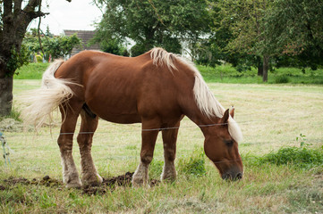 Fototapeta premium portrait of brown horse grazing in a meadow