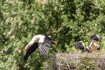 A white stork flies away from the nest looking for food for its young