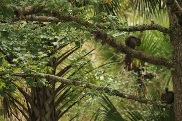 Forest Scene / Grey Squirrel in a Tree / Animal Photography 