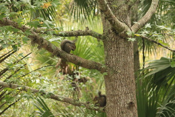 Forest Scene / Grey Squirrel in a Tree / Animal Photography 