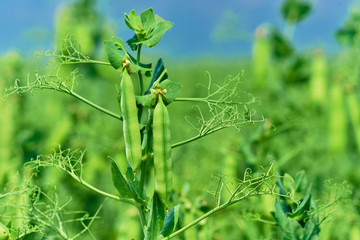 Beautiful close up of green fresh peas and pea pods. Healthy food. Selective focus on fresh bright...