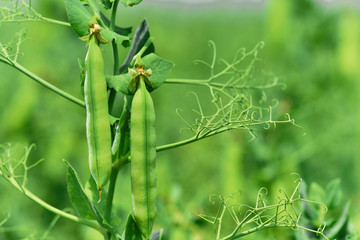 Beautiful close up of green fresh peas and pea pods. Healthy food. Selective focus on fresh bright green pea pods on a pea plants in a garden. Growing peas outdoors and blurred background.