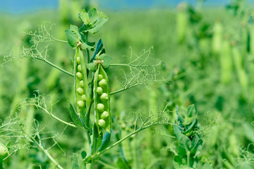 Beautiful close up of green fresh peas and pea pods. Healthy food. Selective focus on fresh bright green pea pods on a pea plants in a garden. Growing peas outdoors and blurred background.