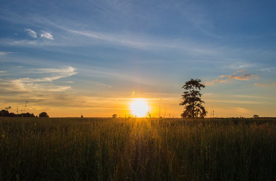 sunset with tree in the field © domonite