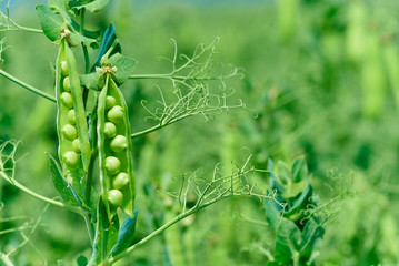 Beautiful close up of green fresh peas and pea pods. Healthy food. Selective focus on fresh bright green pea pods on a pea plants in a garden. Growing peas outdoors and blurred background. - obrazy, fototapety, plakaty