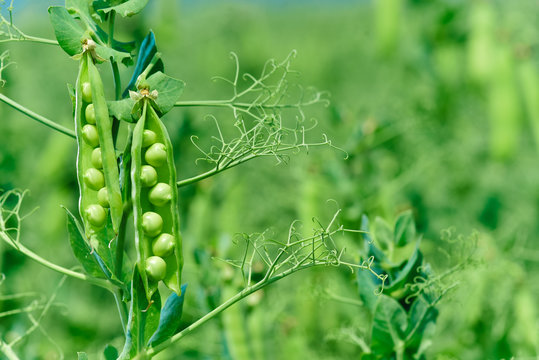 Beautiful close up of green fresh peas and pea pods. Healthy food. Selective focus on fresh bright green pea pods on a pea plants in a garden. Growing peas outdoors and blurred background.