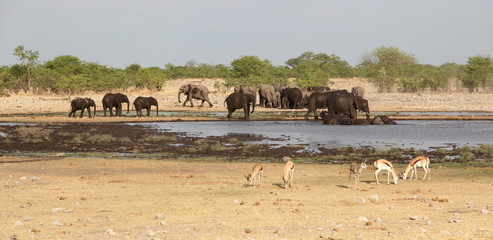 Elephants, giraffe and impalas around the waterhole