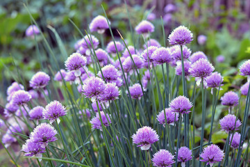 Obraz premium Lilac flowers, blooming onions