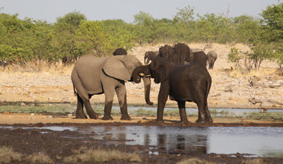 Obraz premium Elephants playing at a waterhole