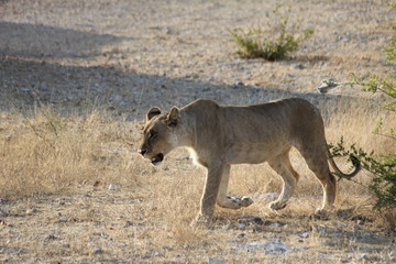 Female lion walking on the savannah