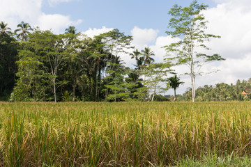 Rice fields against a background of tropical trees in Ubud settlement