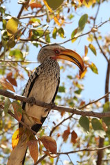 Obraz premium Yellow-billed Hornbill sitting on a tree