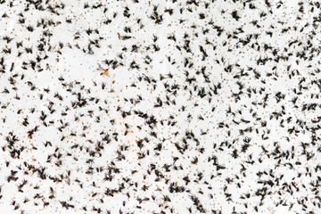 Flies Stuck To White Wall 2