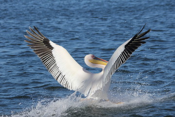 Fototapeta na wymiar Pelican landing in the sea