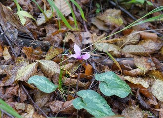 Wild cyclamen in autumnal forest, selective focus on the flower