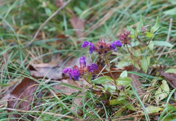 Large flowered selfheal (Prunella grandiflora) in full bloom, selective focus