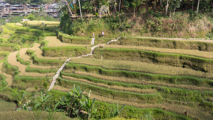 Multilevel rice plantations in the settlement of Ubud on the island of Bali