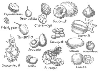 Exotic fruit sketch vector set