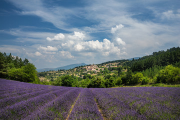 Fototapeta na wymiar Lavender fields and a hilltop town in Provence, France
