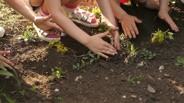 Children's hands planting sapling on soil as the world's concept of rescue