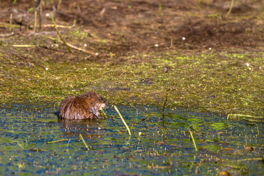 Muskrat uses his paws to eat marsh plants in summer at Alamosa National Wildlife Refuge