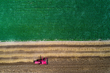 Combine harvester working in wheat field