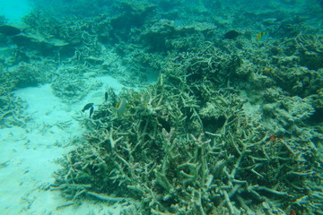 Naklejka na ściany i meble Amazing underwater world view. Blue water, white sand and dead coral reefs of Indian Ocean. Snorkeling. Maldives.