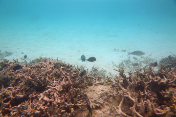 Underwater view of dead coral reefs and beautiful fishes. Snorkeling. Maldives, Indian ocean.