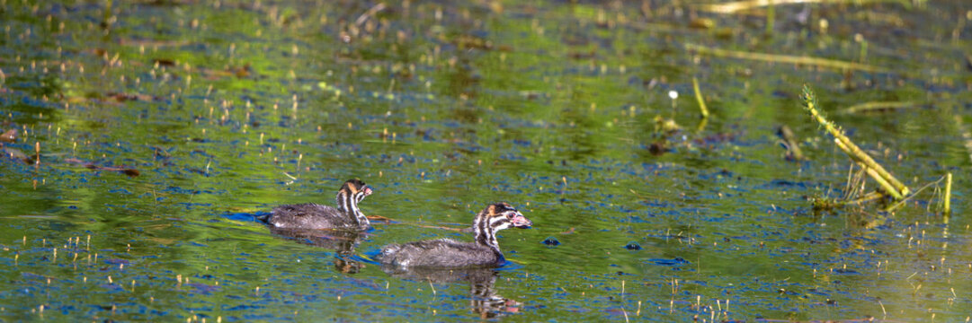 Panorama of two Pied-billed Grebe chicks in the marsh at Alamosa National Wildlife Refuge in southern Colorado
