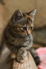 Obraz premium Little playing kitten, outdoors. Playful gray kitten