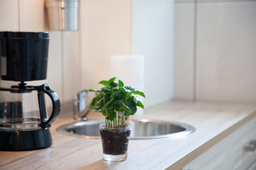 coffee plant in a pot on kitchen worktop