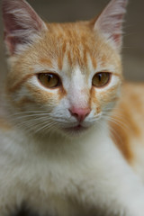 Portrait of a red cat, close-up. Beautiful Ginger cat, outdoors 