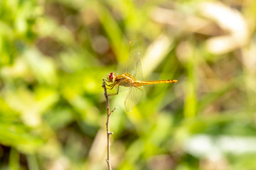 Dragonfly in the nature. Dragonfly rest on dry branches