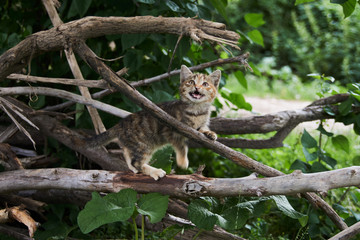 Little playing kitten, outdoors. Playful kitten hunting on a tree 