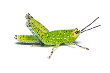Xenocatantops humilis Nymph grasshopper isolated on white background