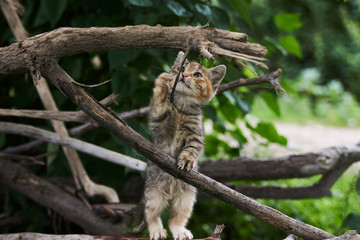 Little playing kitten, outdoors. Playful kitten hunting on a tree 