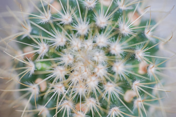 Macro closeup of small cactus for background