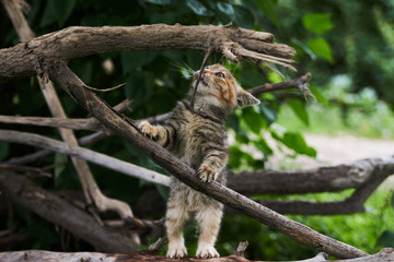 Little playing kitten, outdoors. Playful kitten hunting on a tree 