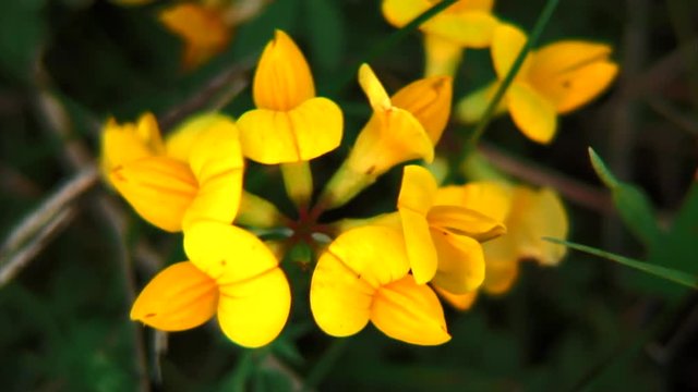Yellow Flower Twitching in Wind, Green Backing