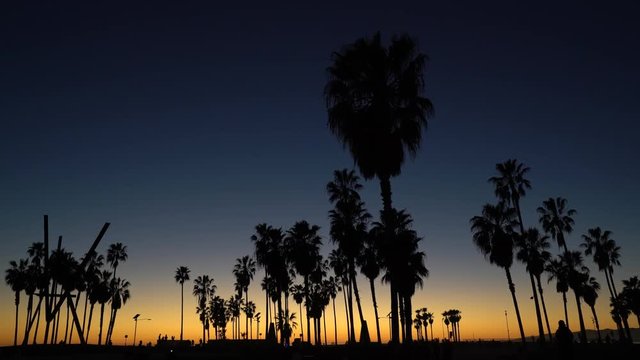 Palm trees silhouette at tropical sunset - Golden hour in Venice beach