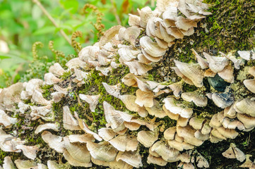 Tree trunk with fungi