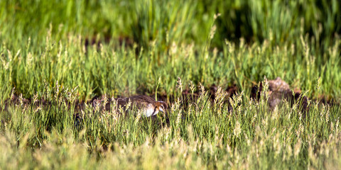 Wilson's Phalarope feeds on muddy ground near the cattail marsh in Alamosa National Wildlife Refuge in southern Colorado