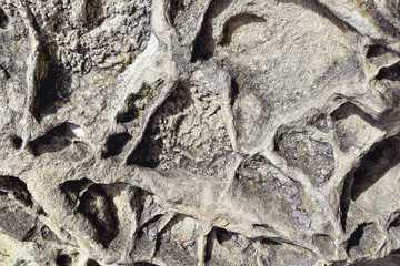 Stone texture made of remains of ancient sea creatures.