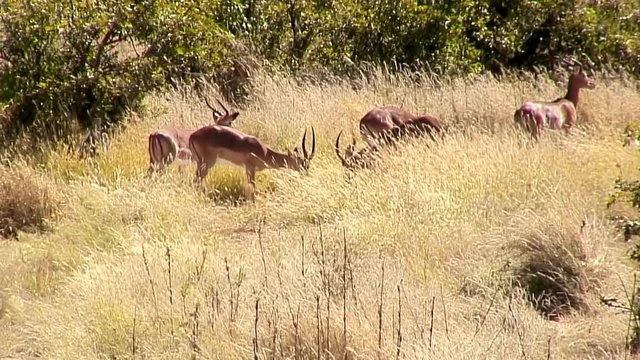Herd of Horned Springbok (Antelope), Namibia